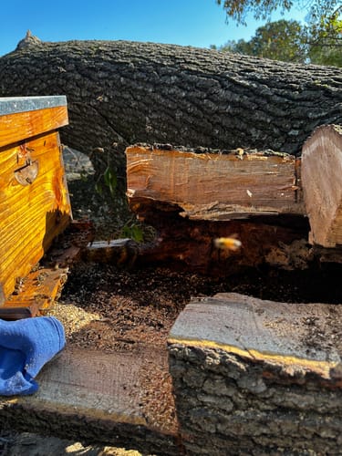 Customer photo review of BeeCastle Hives 8 Frame Deep Wax Dipped Box With Acrylic Window Brood Box Include Wooden Frame And Beeswax Plastic Foundation