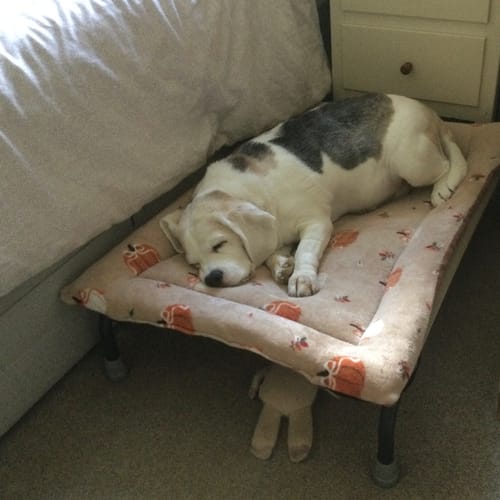 Customer photo review of Pumpkin Cuddle Soft & Terracotta Cotton Luxury Reversible Pad