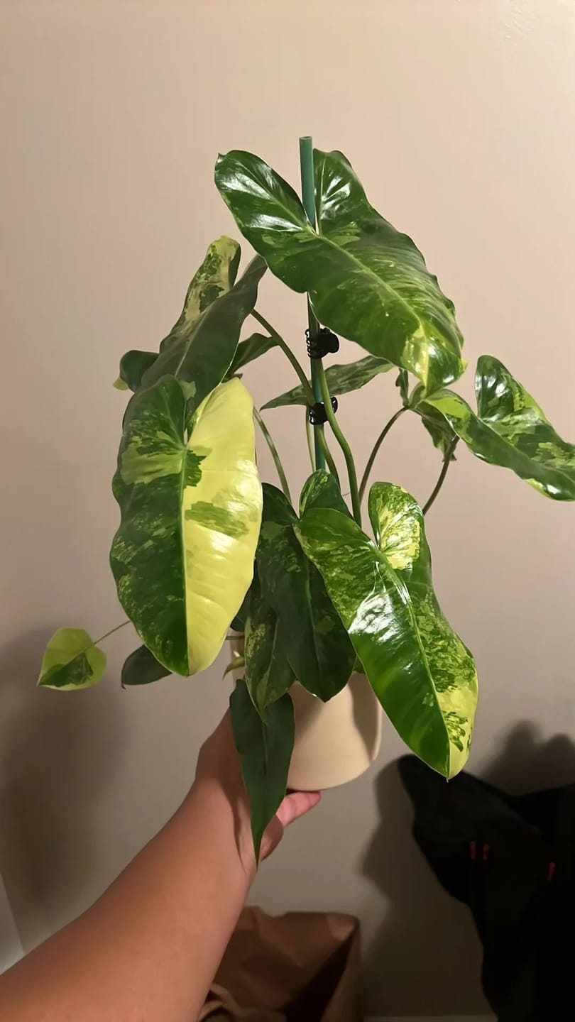 Customer photo review of Philodendron 'Burle Marx Variegata'