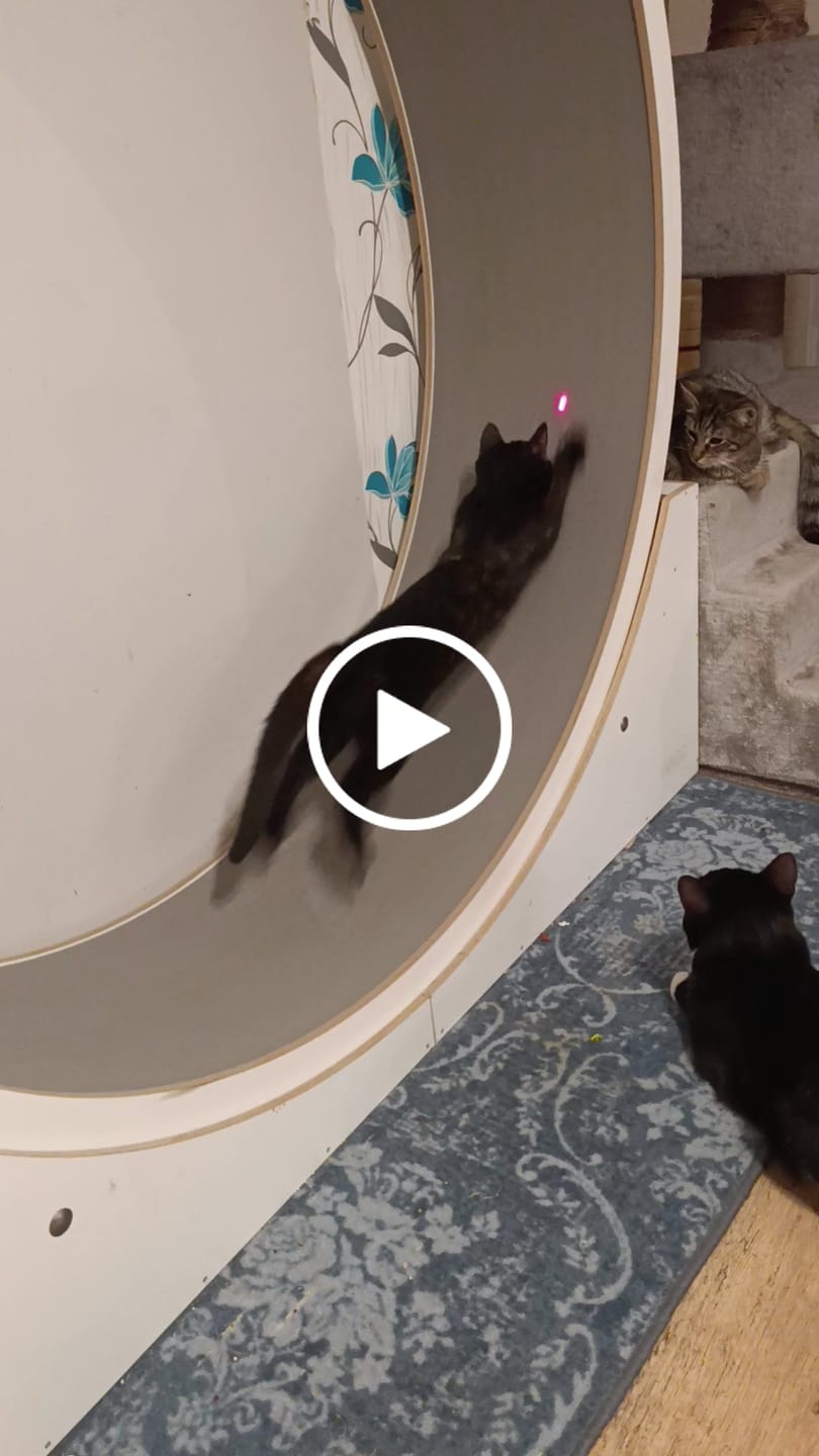 Customer video review of Elmato Ersatz Rolle für Katzenlaufrad Simba