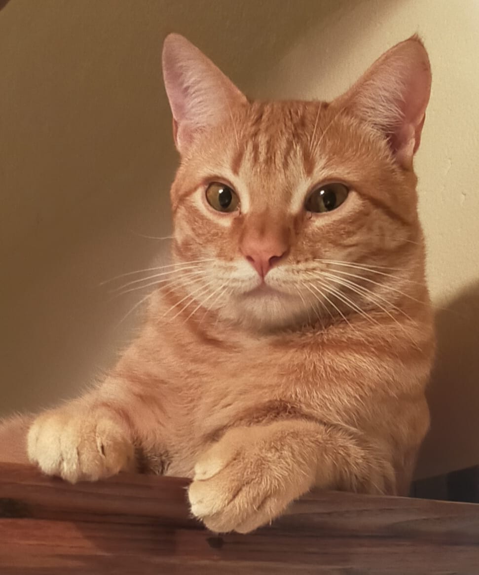 Customer photo review of Grain Free Cat Adult