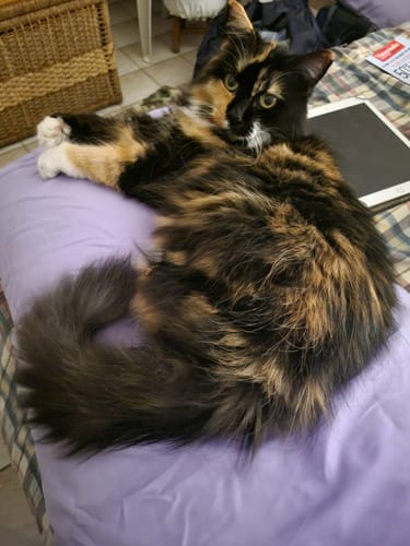 Customer photo review of 2x Blisso Advanced Cat Probiotic | Cat Probiotic for Diarrhea & Kidney Support