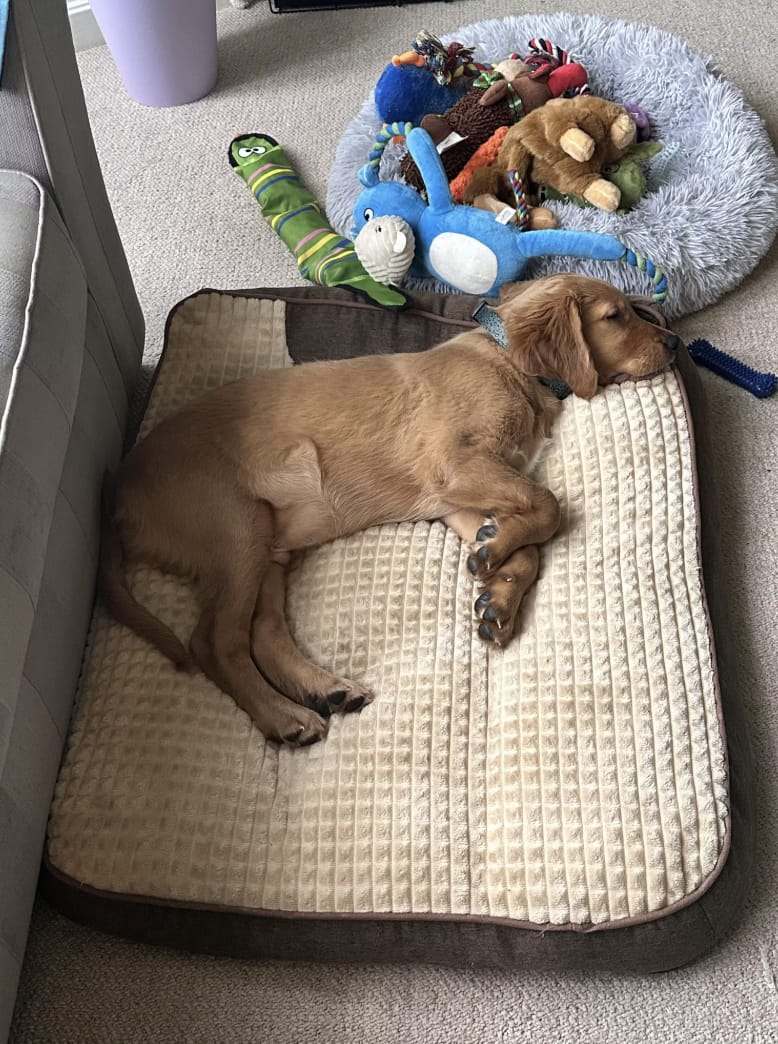 Customer photo review of Dozer - Hondenbed Grote Honden Orthopedisch