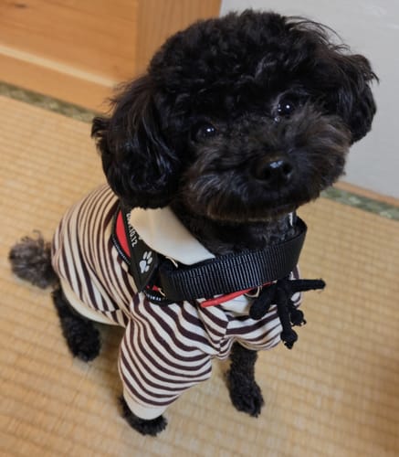 Customer photo review of FunFunPet 高機能ハーネス（お名前タグ作成サービス付き）