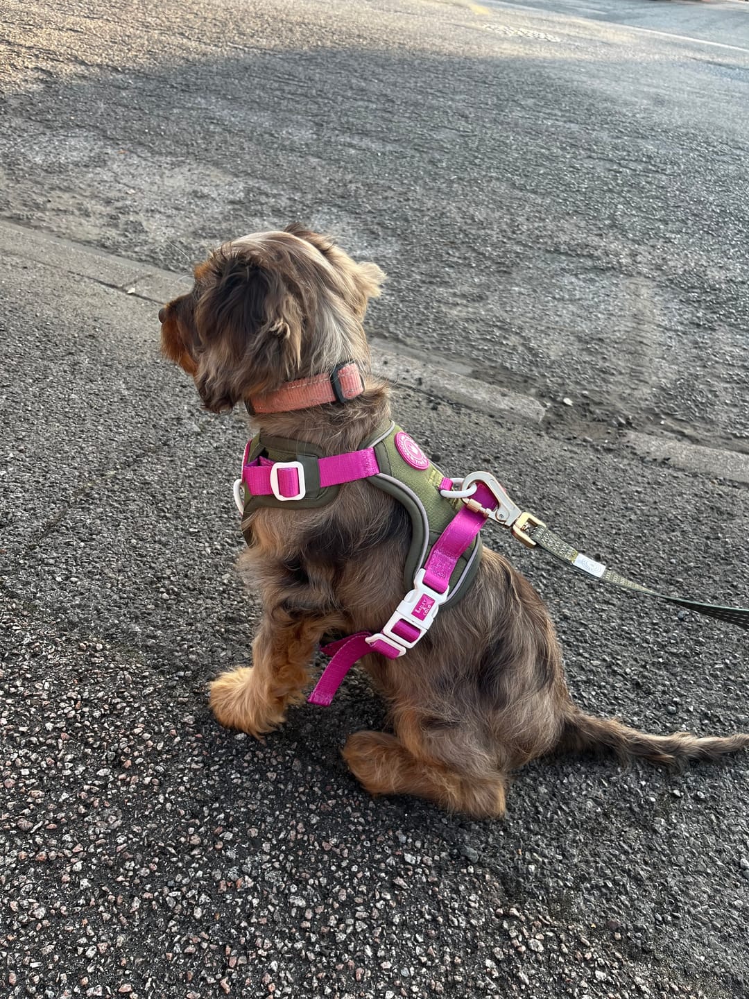 Customer photo review of Trail & Glow® Dog Lead 5ft - COLOUR DROPS® - Olive it Hot