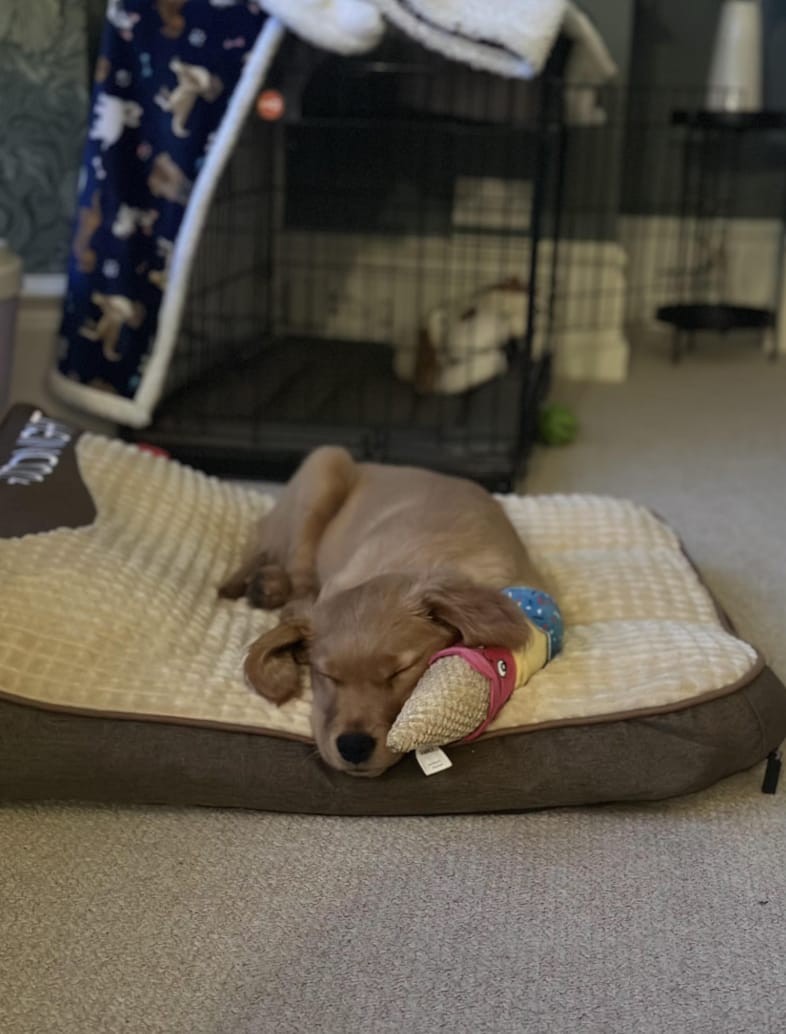 Customer photo review of Dozer - Hondenbed Grote Honden Orthopedisch