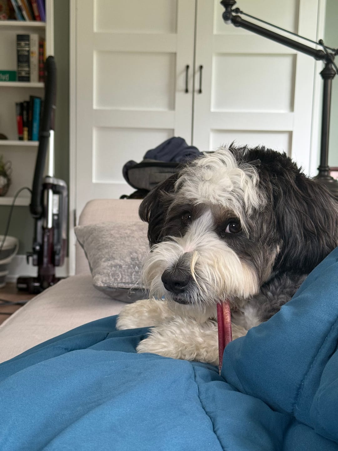 Customer photo review of 6 Inch Standard 31 Pack - Bully Sticks
