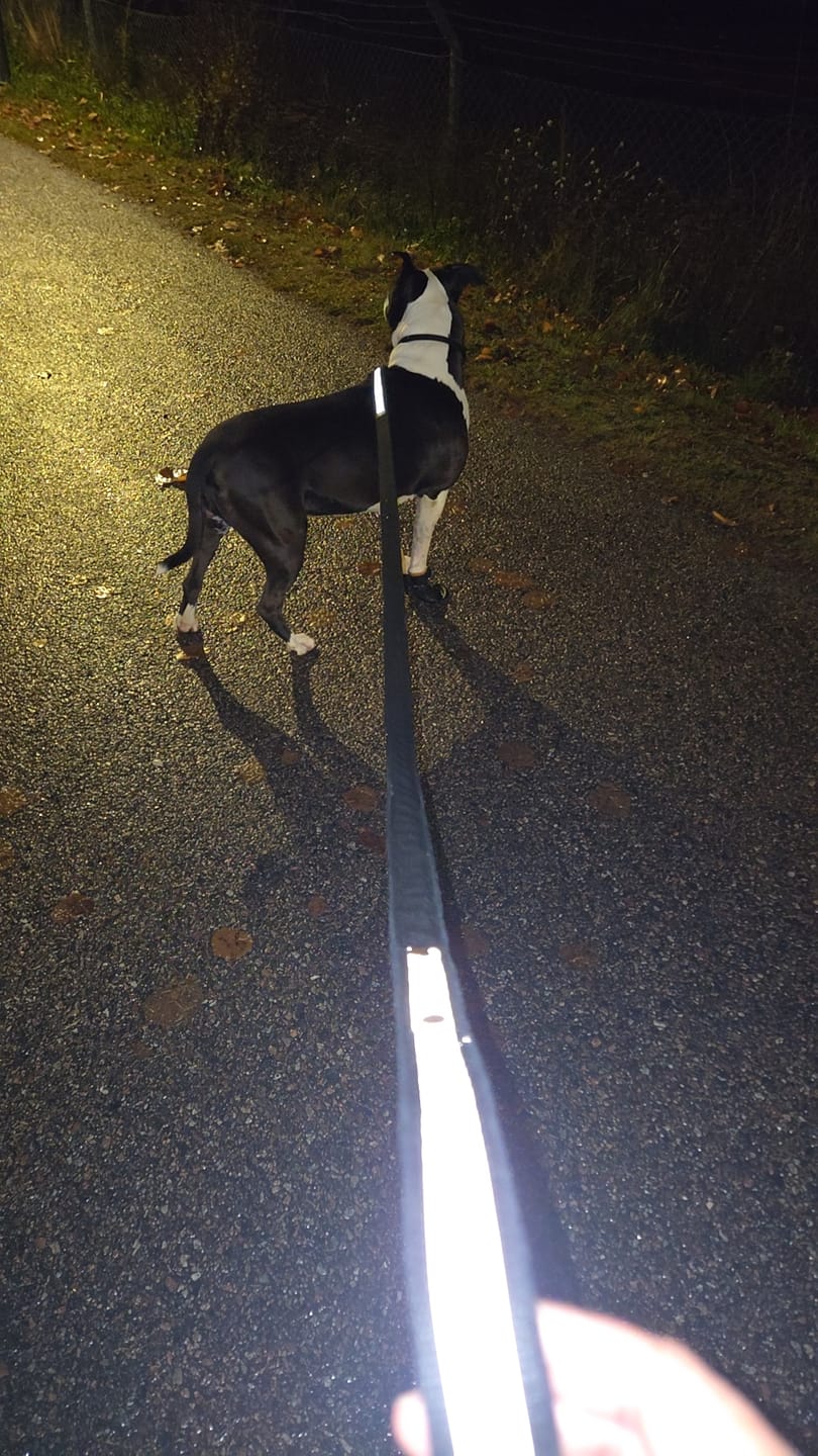Customer photo review of Walk Leash Golden Svart - Säkert nylonkoppel i olika längder