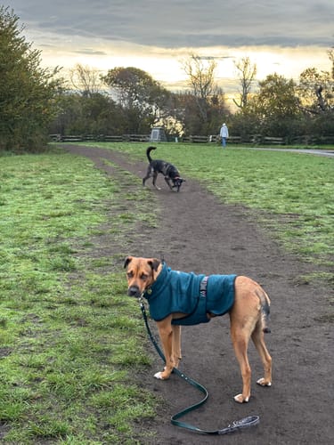 Customer photo review of Biothane Traffic Handle Dog Leash