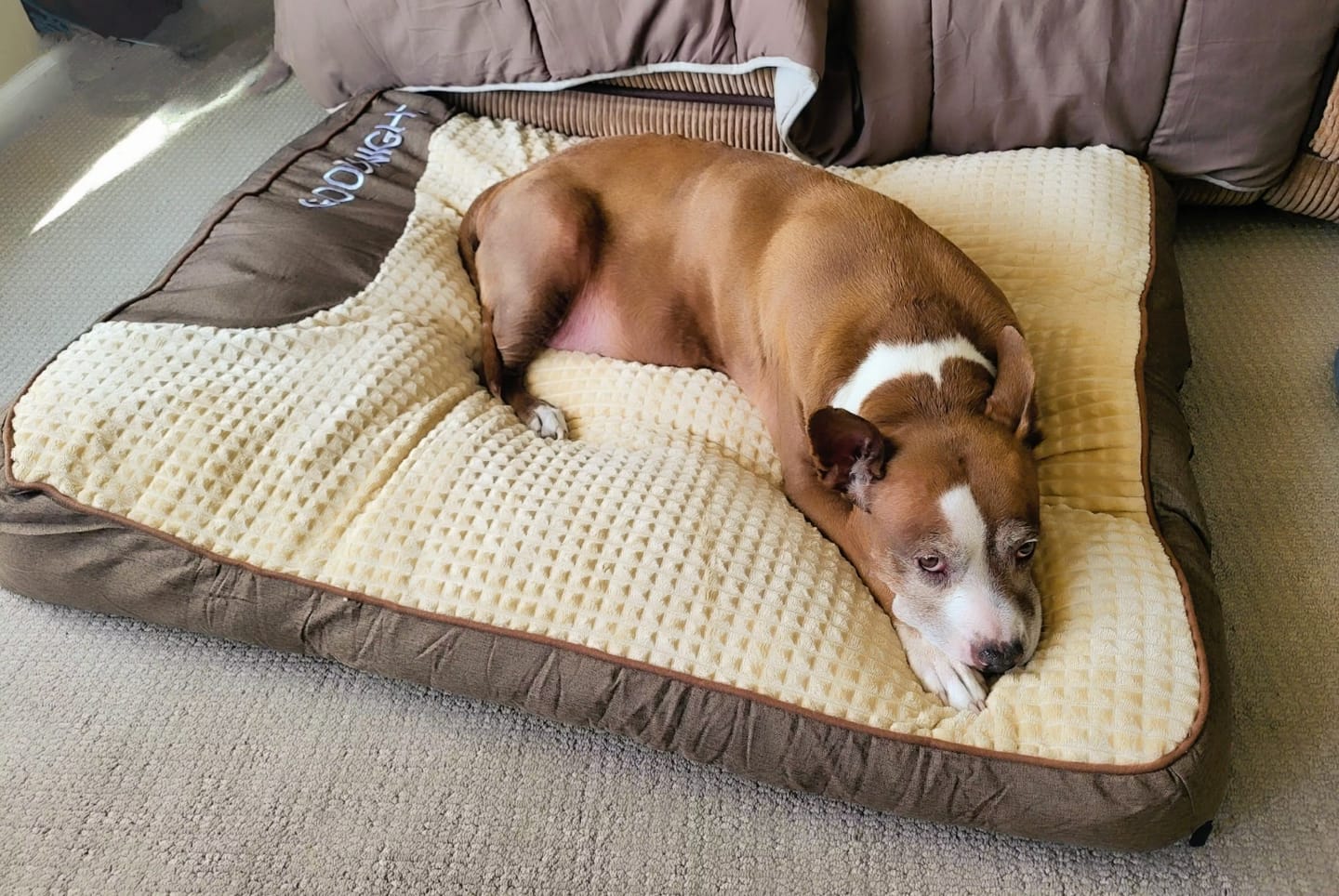 Customer photo review of Dozer - Hondenbed Grote Honden Orthopedisch