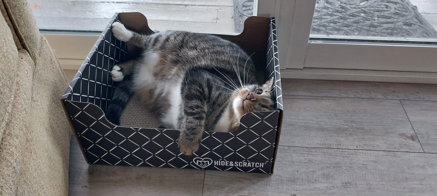 Customer photo review of Hide & Scratch Extra-Large Cat Scratcher Box