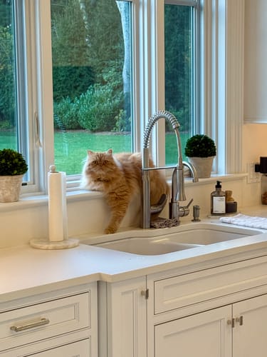 Customer photo review of Preserved Boxwood Ball in White Wash Pot