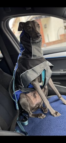 Customer photo review of DryDogs 6-in-1 Multifunction Dog Lead with Bungee