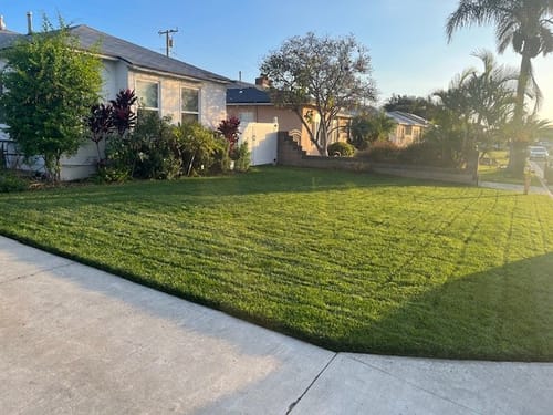 Customer photo review of GCI Turf Cool Blue Grass Seed