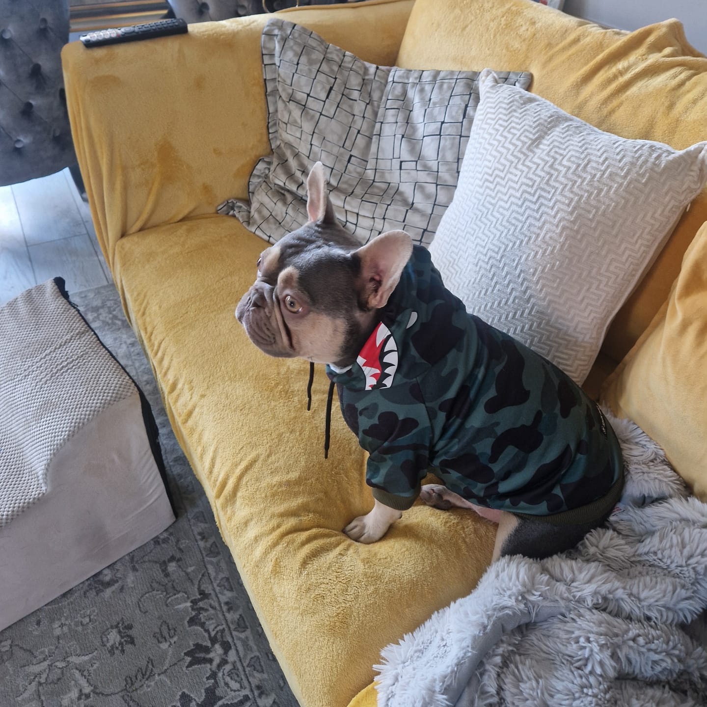 Customer photo review of Shark Monster Dog Hoodie - Green Camo