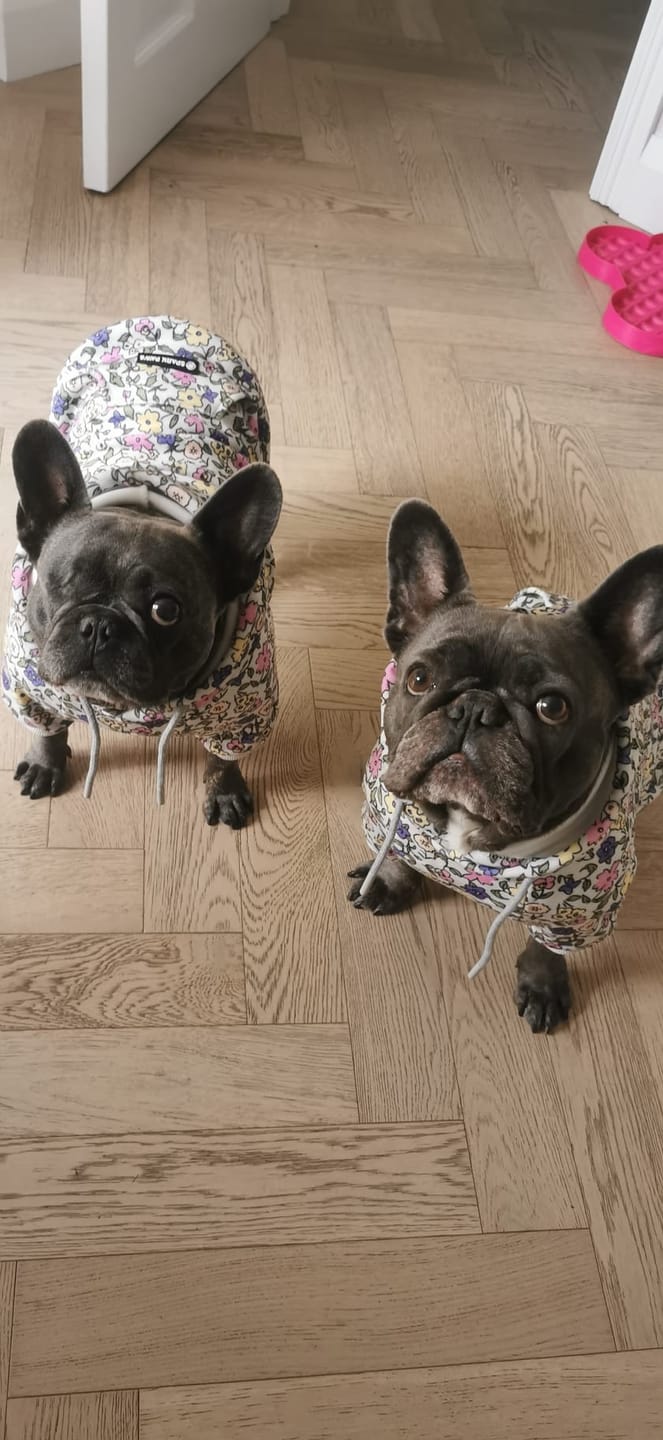 Customer photo review of Vintage Flower Dog Hoodie - Light Grey