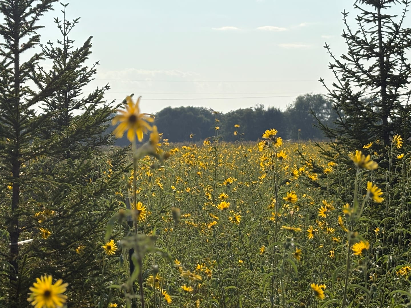 Customer photo review of Purple Prairie Clover Seed (Dalea purpurea)