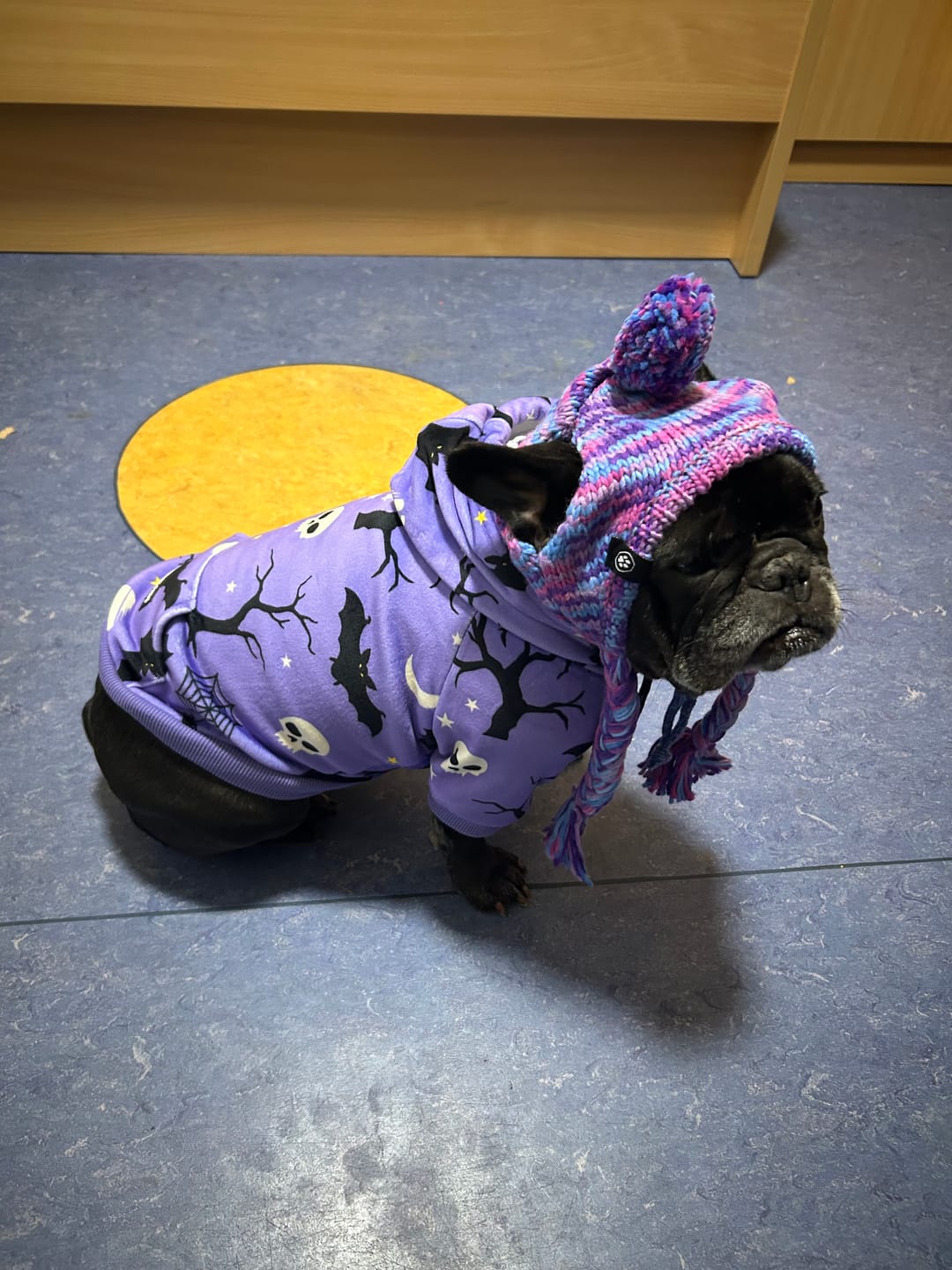 Customer photo review of Halloween Dog Hoodies (Limited Edition)