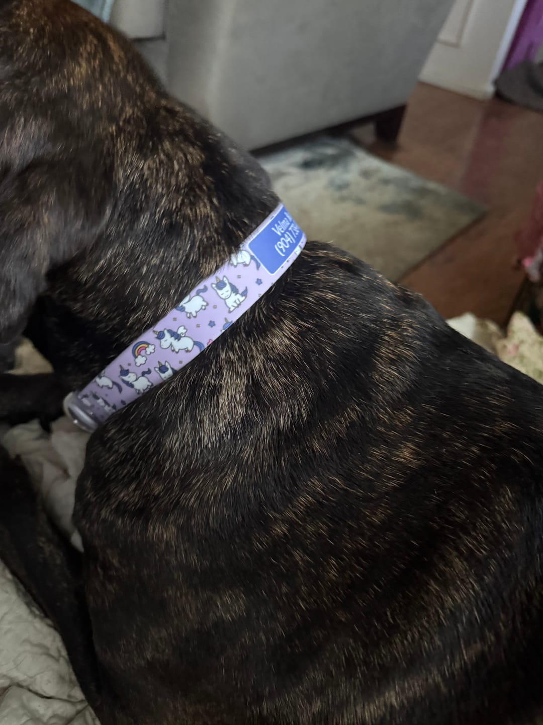 Customer photo review of Unicorn Bed Time Dog Collar