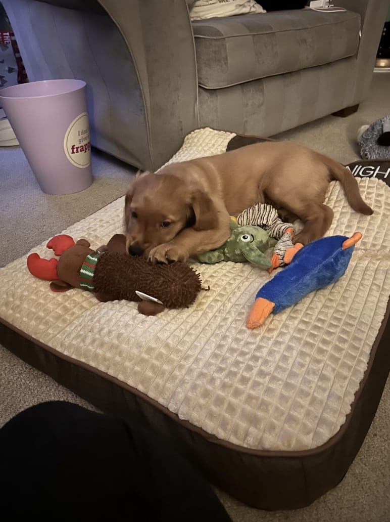 Customer photo review of Dozer - Hondenbed Grote Honden Orthopedisch