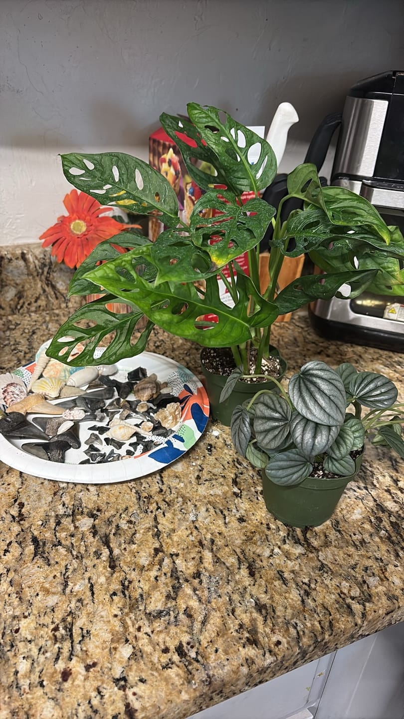 Customer photo review of Monstera adansonii Wide Leaf