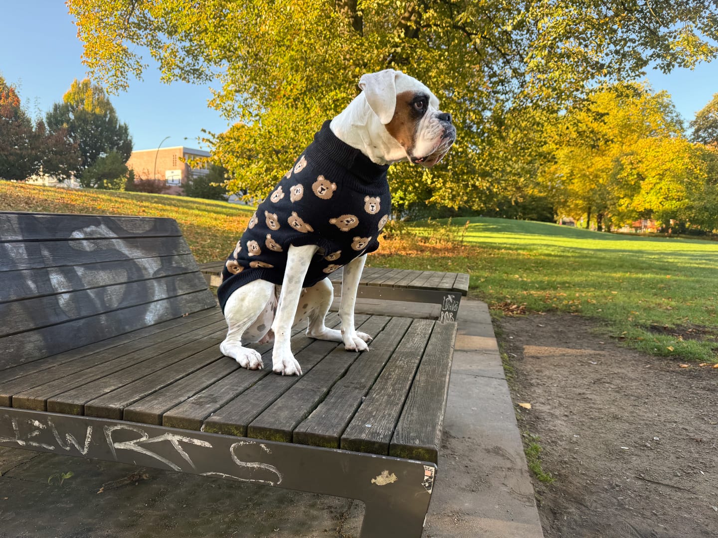Customer photo review of Broken Teddy Bear Knit Dog Sweater - Black