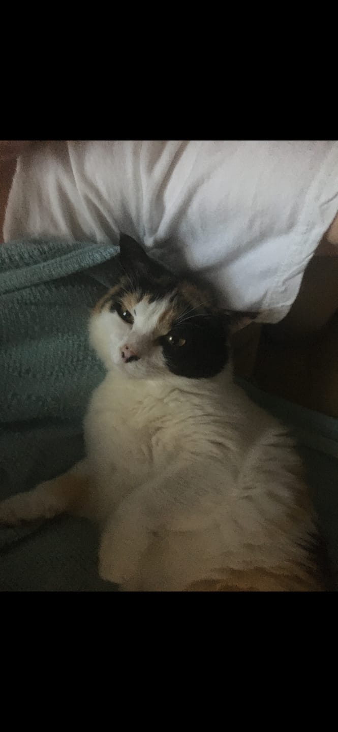 Customer photo review of Michu Mixed Tofu Cat Litter, Heavy Duty Flushable Kitty Litter -5.5lb/88oz