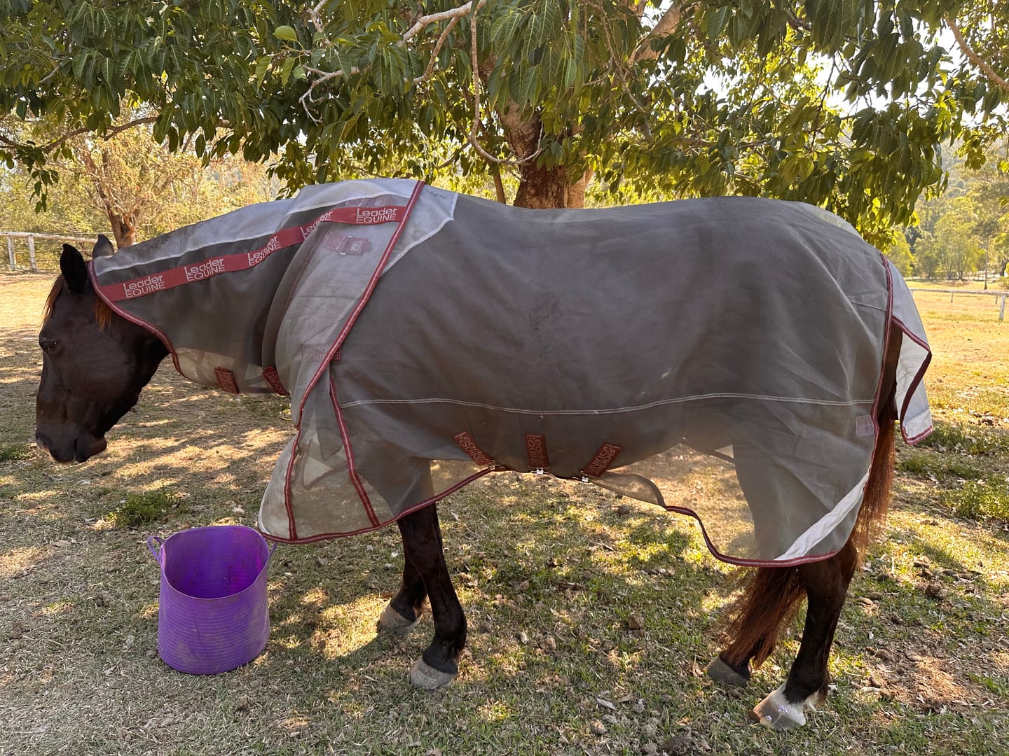 Customer photo review of LE Defender Anti-Insect Fly Rug