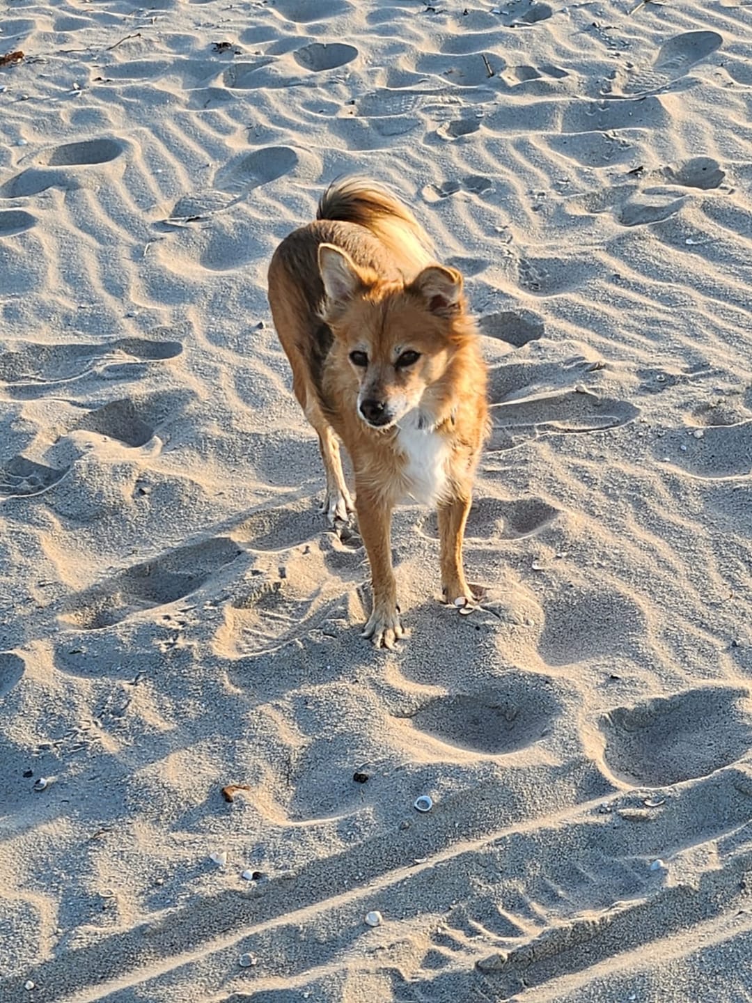 Customer photo review of Allergietest Plus Hund