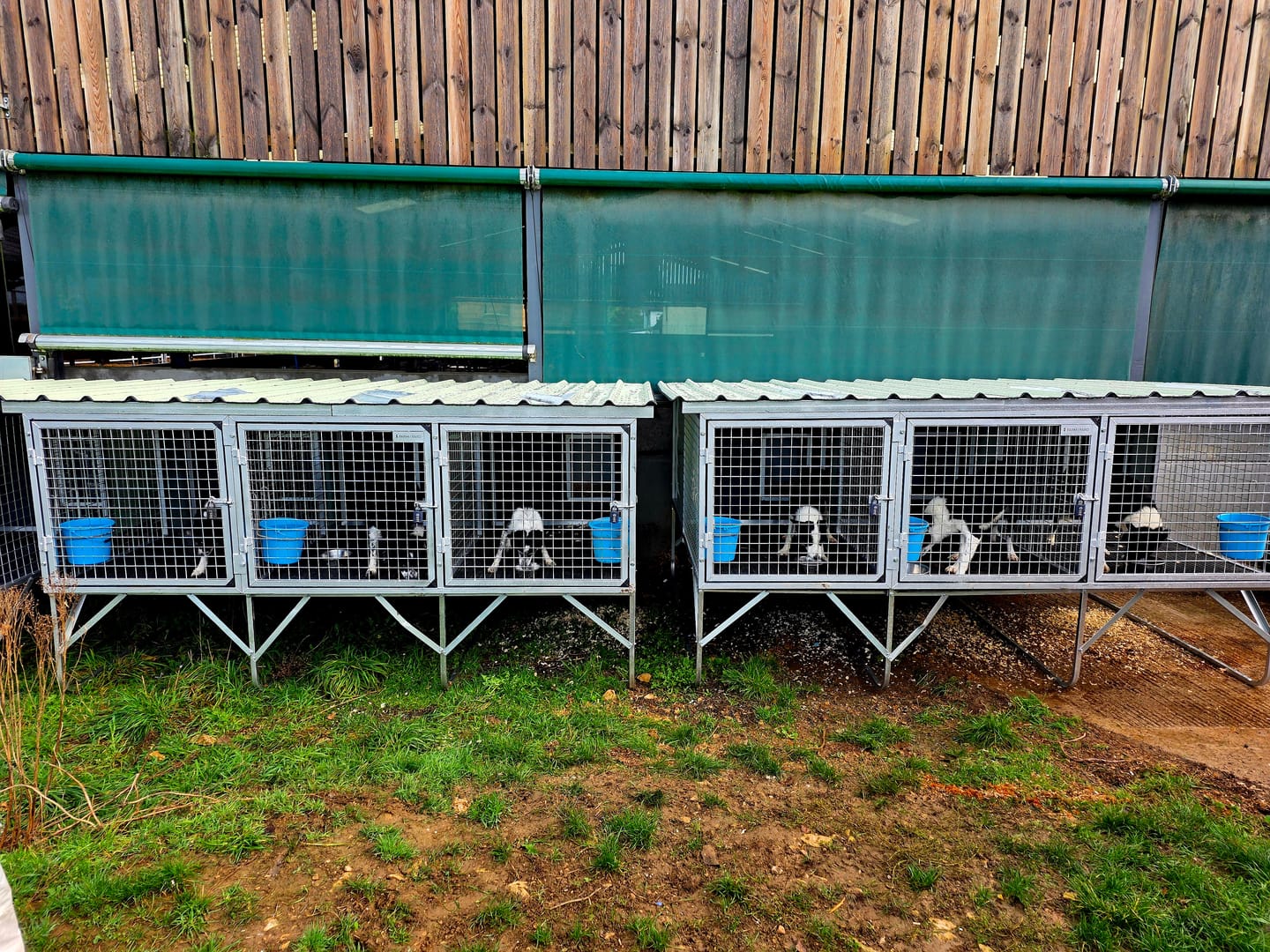 Customer photo review of 3-Bay Raised Kennel and Insulated Dog House Bundle