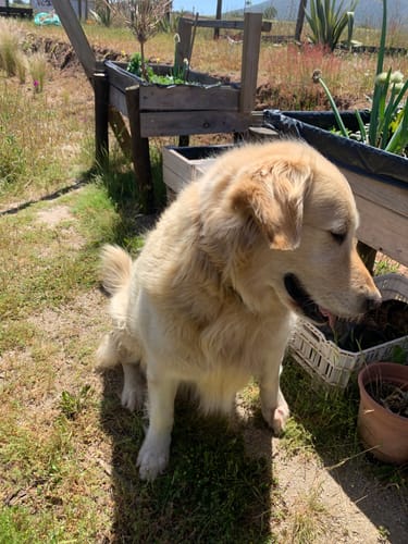 Customer photo review of AMITY IBERIAN PORK PERRO ADULTO 14 KILOS