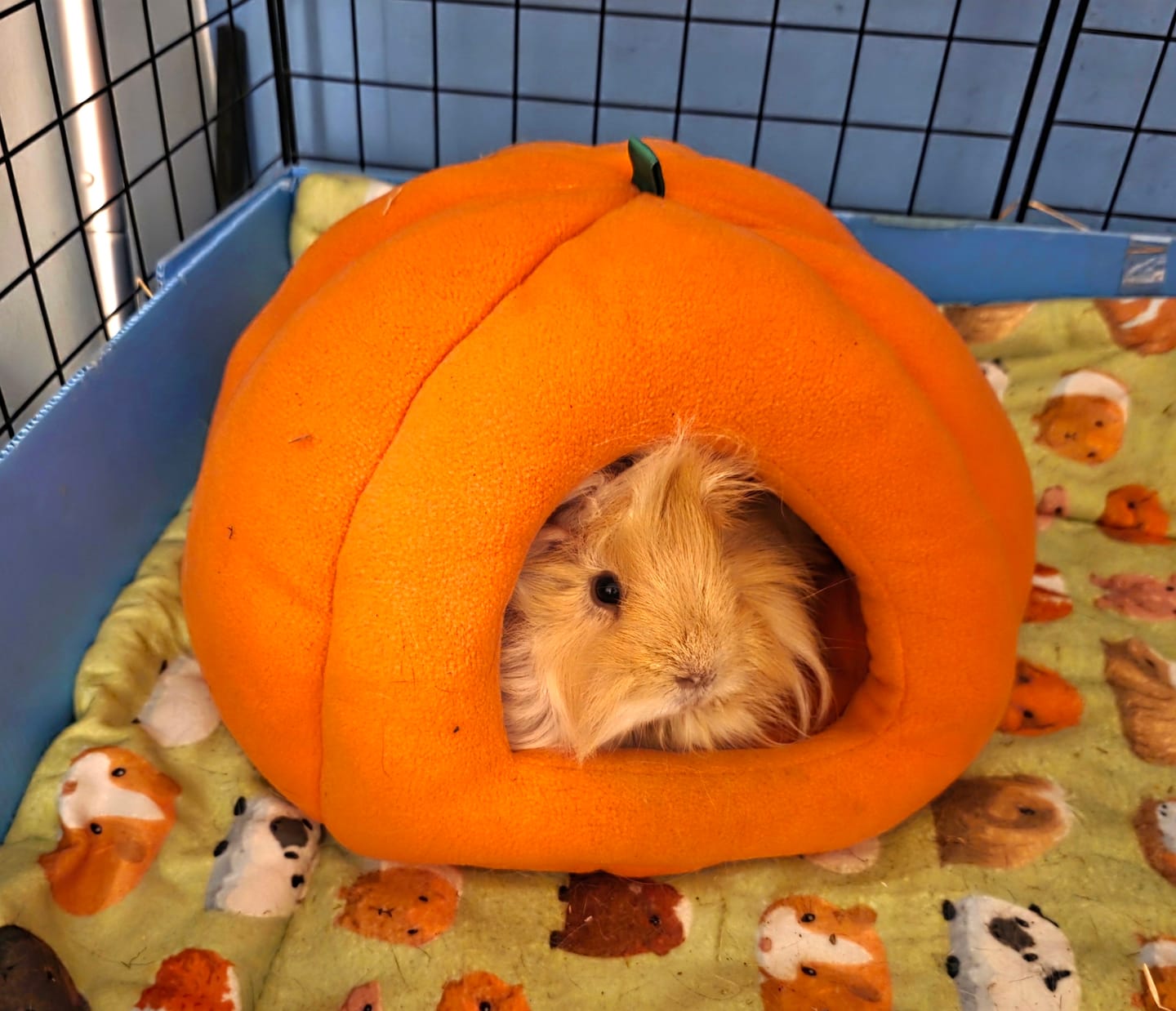 Customer photo review of Set of 2 Fleece Liners | Piggy Mania