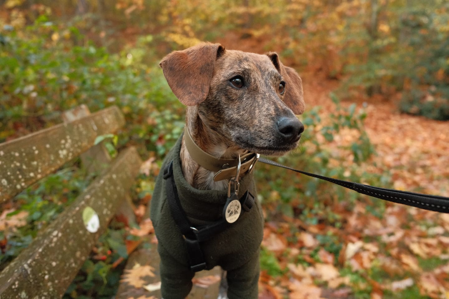 Customer photo review of Trailmark - Silent Dog ID Tag