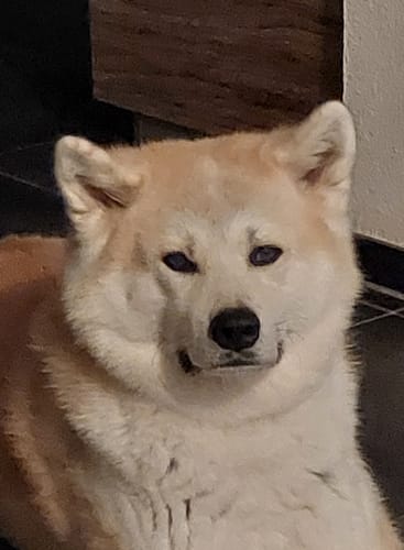 Customer photo review of Personalisiertes Haustier Poster mit Bild und Name