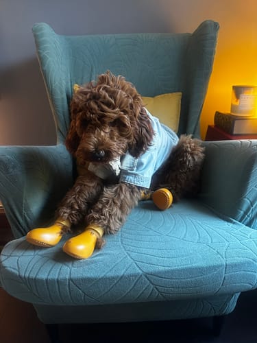 Customer photo review of WagWellies® by wagwear