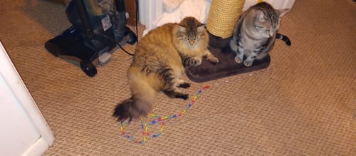 Customer photo review of 3x Blisso Advanced Cat Probiotic