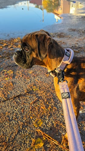 Customer photo review of 2.5cm Herringbone Combat® Collar | With Handle - Soft Pink