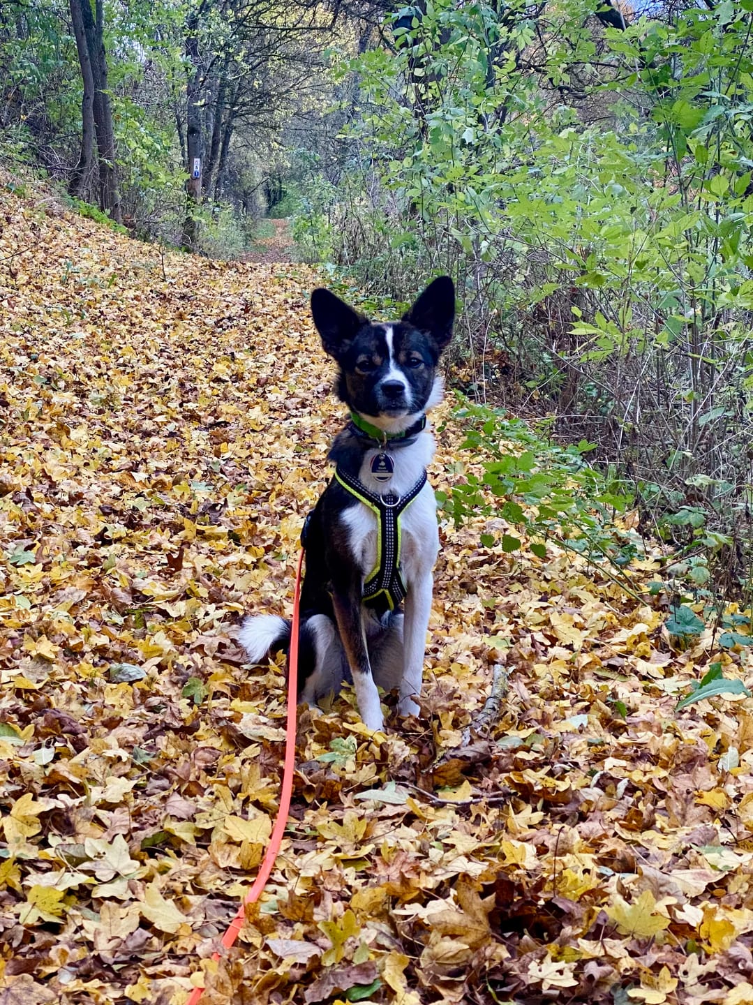 Customer photo review of Windhundgeschirr REFLEX Welpe/Windspiel "Yellow"