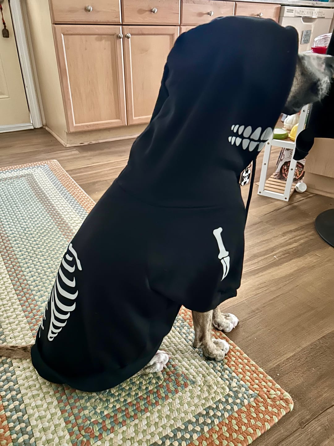 Customer photo review of Halloween Dog Hoodie - Reflective Skeleton