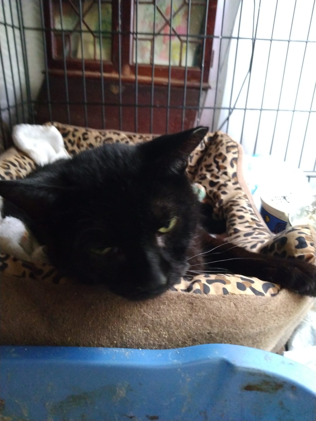 Customer photo review of Cat Dental Care & Bad Breath Remedy