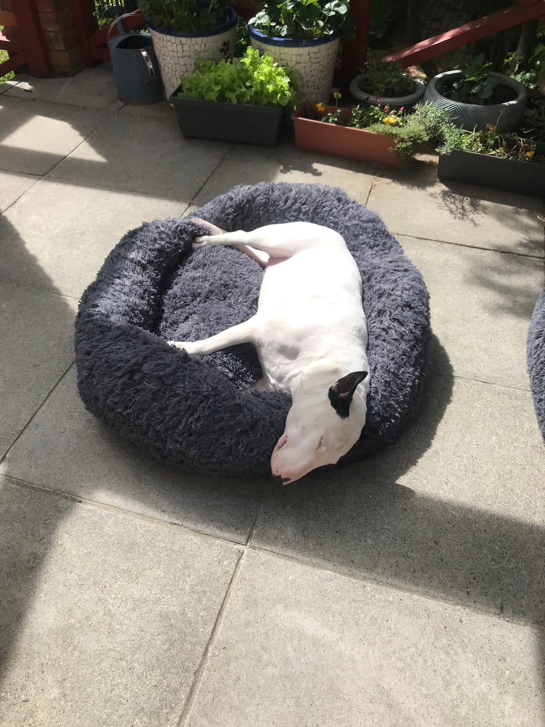 Customer photo review of Brooklyn® Deep Sleep Pet Bed