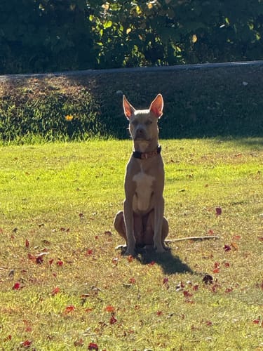 Reseña cliente FurLife