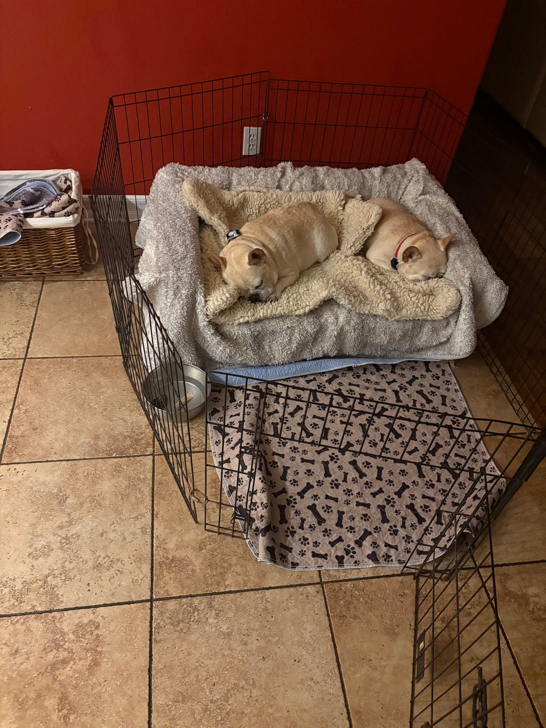 Customer photo review of Bark-Less Bites - XL Breed
