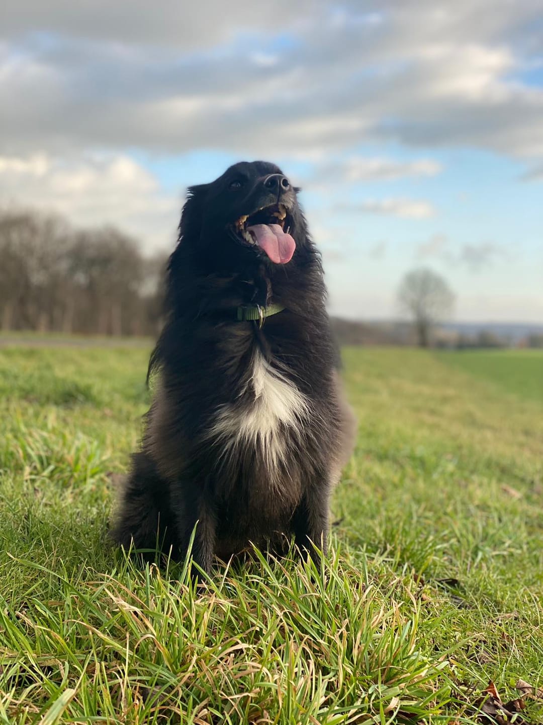 Customer photo review of Croquettes Bio Chien Adulte Moy./Grande race - Poulet & Citrouille