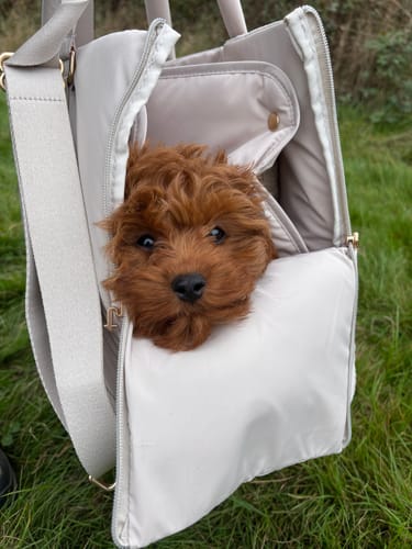 Customer photo review of Hazelnut┃The Puffer Carrier