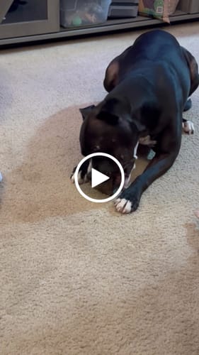 Customer video review of Smoked Beef Marrow Bone