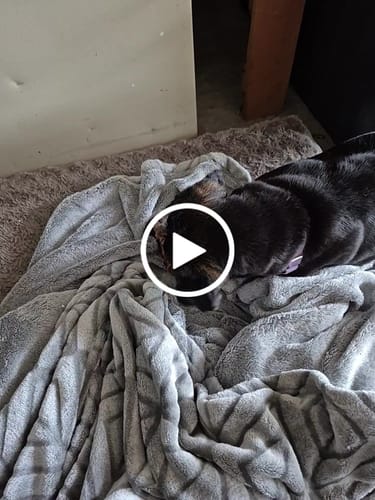 Customer video review of Ostrich Foot Bone (7" x 3.5"): The Flavorful & Long-Lasting Chew for Medium to Large Dogs