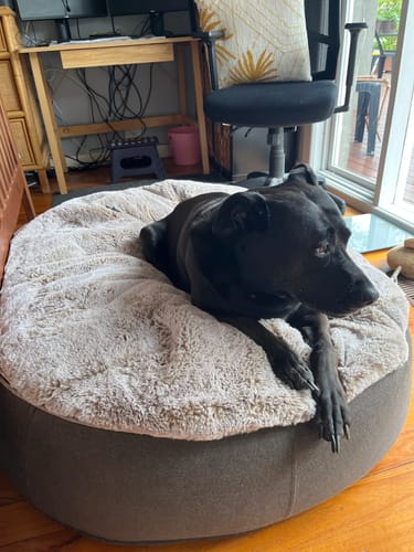 Sheryl M. review of Large Premium Dog Bed Cover image 1 out of 1