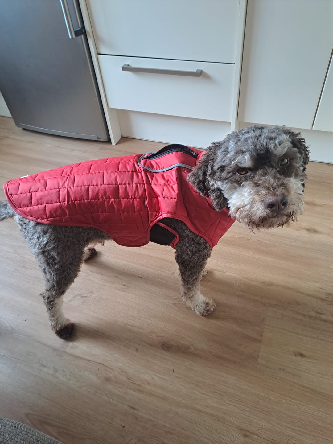 Customer photo review of Emmalove - Wasserdichte Hundeweste