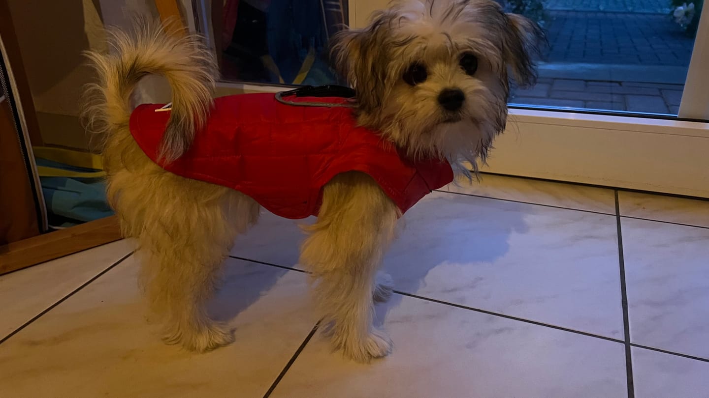 Customer photo review of Emmalove - Wasserdichte Hundeweste